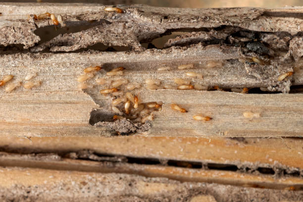 Best Ant Control Services  in Derby, CT